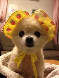 Fauna & Flora: animals wearing a hat