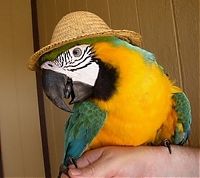 Fauna & Flora: animals wearing a hat