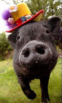 TopRq.com search results: animals wearing a hat