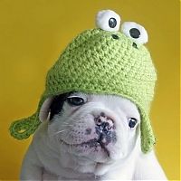 TopRq.com search results: animals wearing a hat