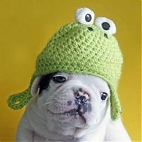 Fauna & Flora: animals wearing a hat