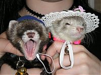 TopRq.com search results: animals wearing a hat