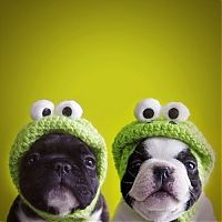 TopRq.com search results: animals wearing a hat