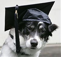 TopRq.com search results: animals wearing a hat