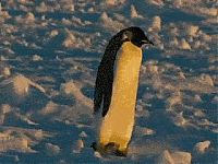 TopRq.com search results: penguins animated