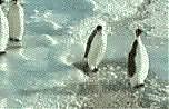 Fauna & Flora: penguins animated