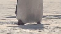 TopRq.com search results: penguins animated