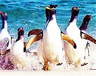 Fauna & Flora: penguins animated
