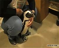 Fauna & Flora: penguins animated
