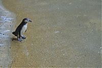 Fauna & Flora: penguins animated