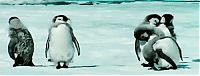 Fauna & Flora: penguins animated