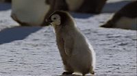 TopRq.com search results: penguins animated