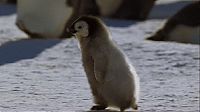 TopRq.com search results: penguins animated