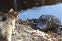 Fauna & Flora: cat against an alligator