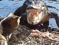 Fauna & Flora: cat against an alligator