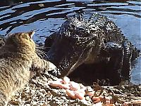 Fauna & Flora: cat against an alligator