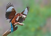 Fauna & Flora: Birds by Yaki Zander