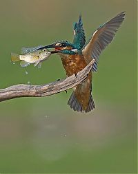 TopRq.com search results: Birds by Yaki Zander