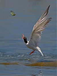 Fauna & Flora: Birds by Yaki Zander