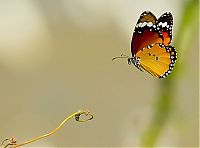 Fauna & Flora: Birds by Yaki Zander