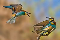 Fauna & Flora: Birds by Yaki Zander