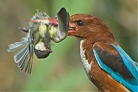 Fauna & Flora: Birds by Yaki Zander