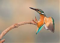 Fauna & Flora: Birds by Yaki Zander