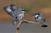 Fauna & Flora: Birds by Yaki Zander