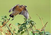 Fauna & Flora: Birds by Yaki Zander