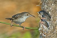 Fauna & Flora: Birds by Yaki Zander