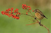 Fauna & Flora: Birds by Yaki Zander