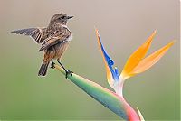 Fauna & Flora: Birds by Yaki Zander