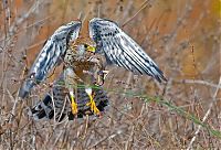 Fauna & Flora: Birds by Yaki Zander