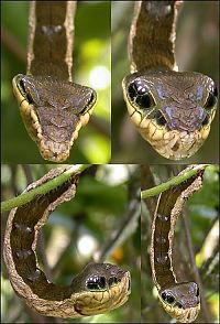 TopRq.com search results: deilephila elpenor caterpillar looks like a snake