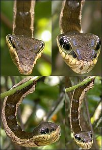 Fauna & Flora: deilephila elpenor caterpillar looks like a snake