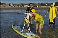 Fauna & Flora: surfing goat