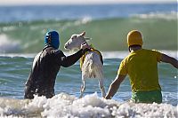 Fauna & Flora: surfing goat