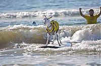 Fauna & Flora: surfing goat