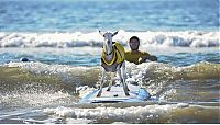 Fauna & Flora: surfing goat