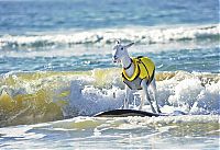 TopRq.com search results: surfing goat