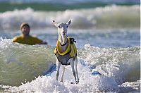 Fauna & Flora: surfing goat