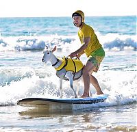 TopRq.com search results: surfing goat