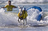 Fauna & Flora: surfing goat