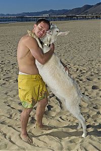 TopRq.com search results: surfing goat