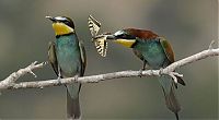 Fauna & Flora: birds sharing a butterfly food