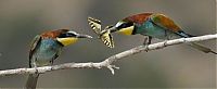 TopRq.com search results: birds sharing a butterfly food
