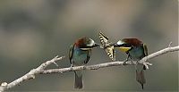 Fauna & Flora: birds sharing a butterfly food