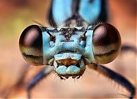 TopRq.com search results: Macro photography by Thomas Shahan