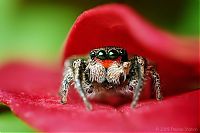 Fauna & Flora: Macro photography by Thomas Shahan