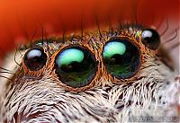 Fauna & Flora: Macro photography by Thomas Shahan